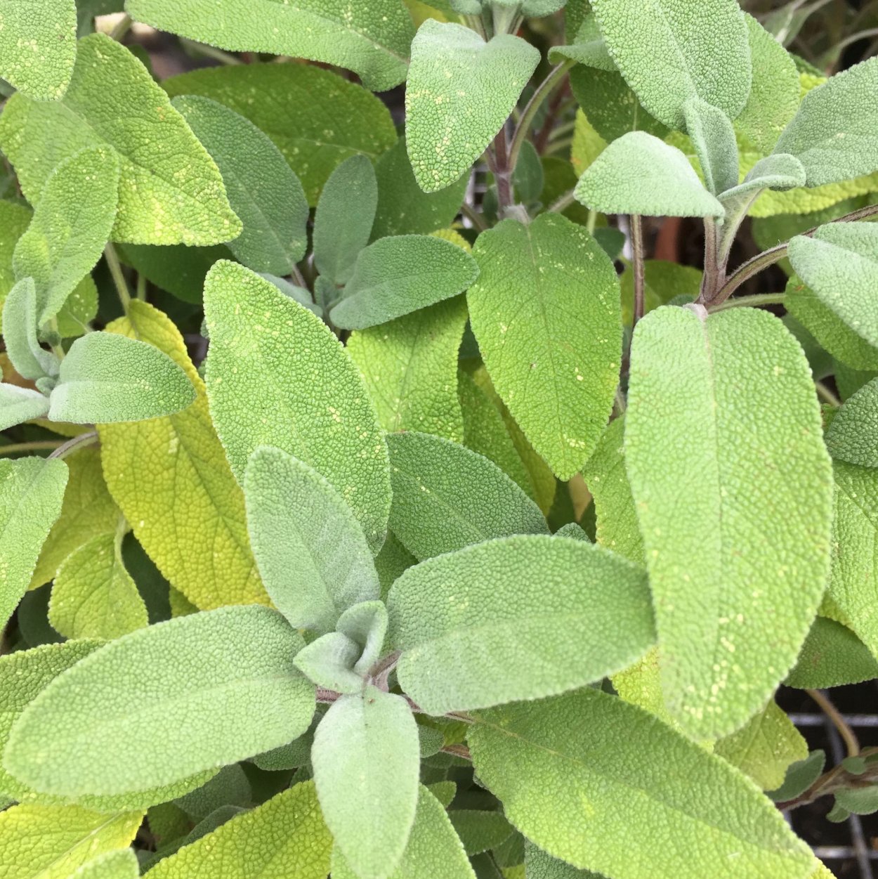 Мята перечная ЛРС