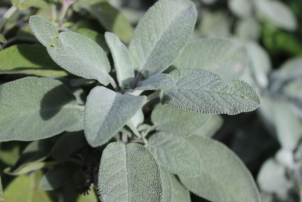 Sage Green Plant