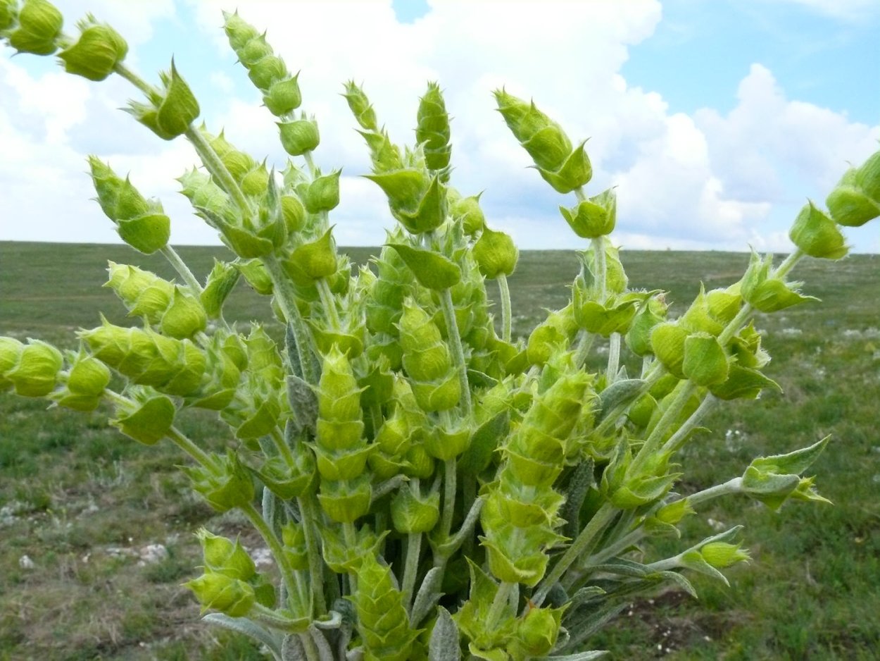 Растение шалфей турецкий