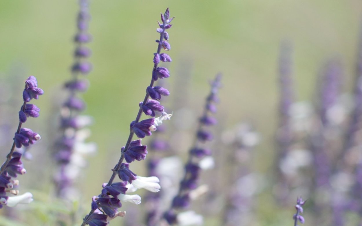 Крючки Gamakatsu Hook LS-2210b