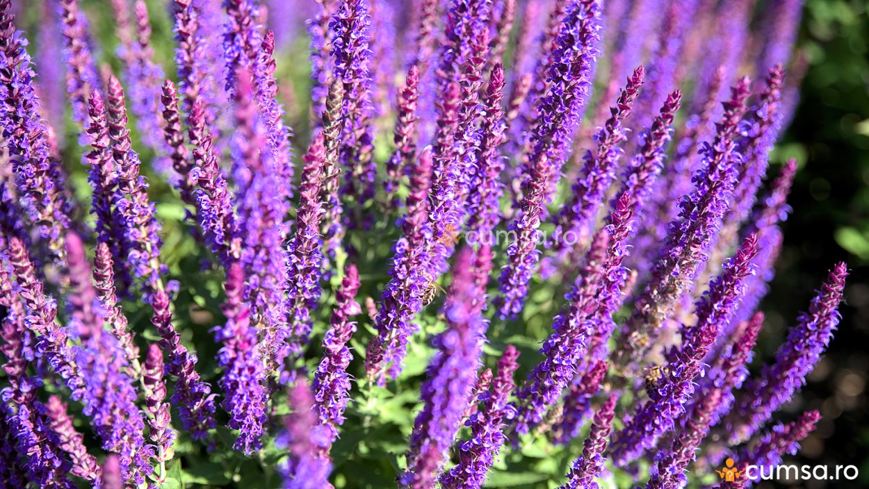 Лимонник Крымский (Железница)