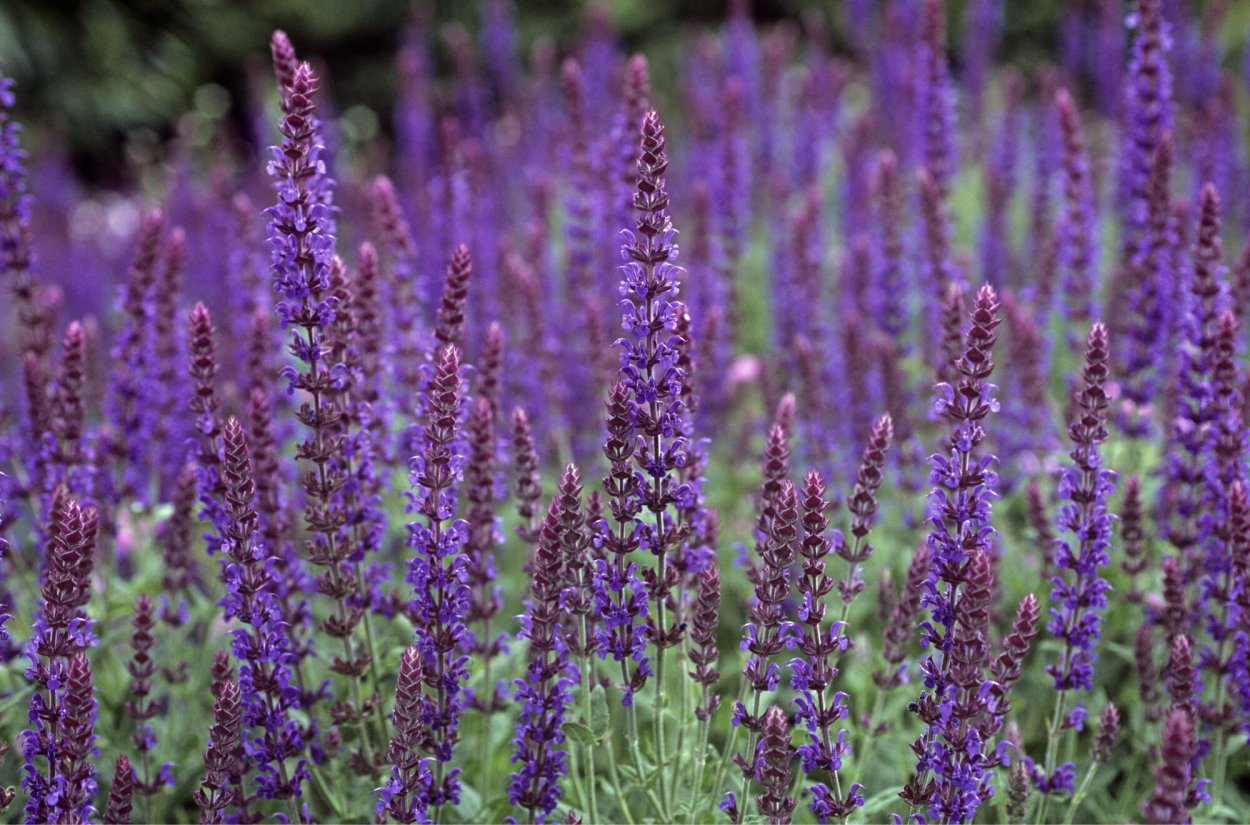 Лавандовые поля в Провансе Франция