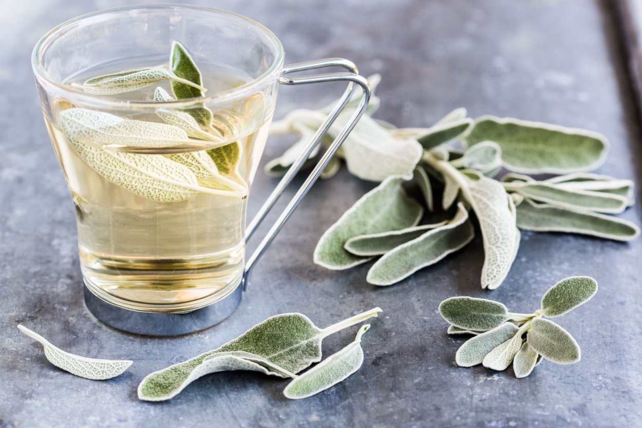 Шалфей Критский