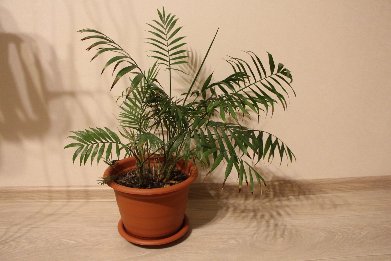 Хамедорея изящная (Chamaedorea elegans)