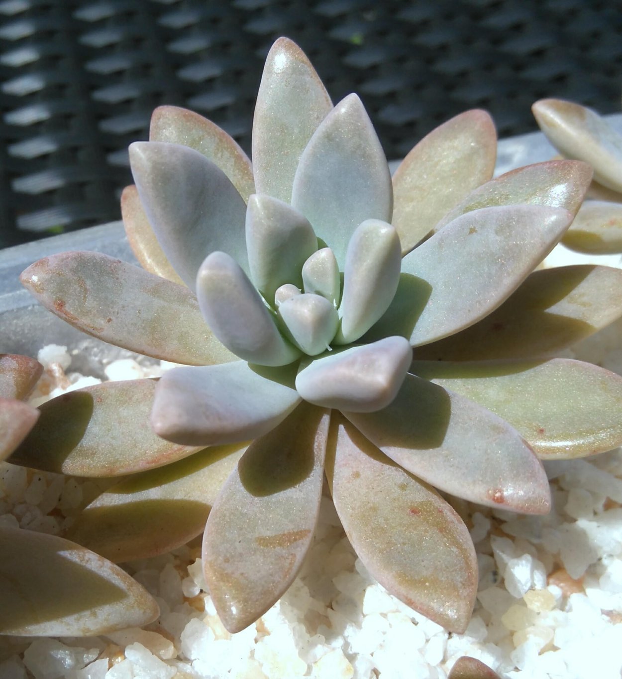 Граптоседум Франческо