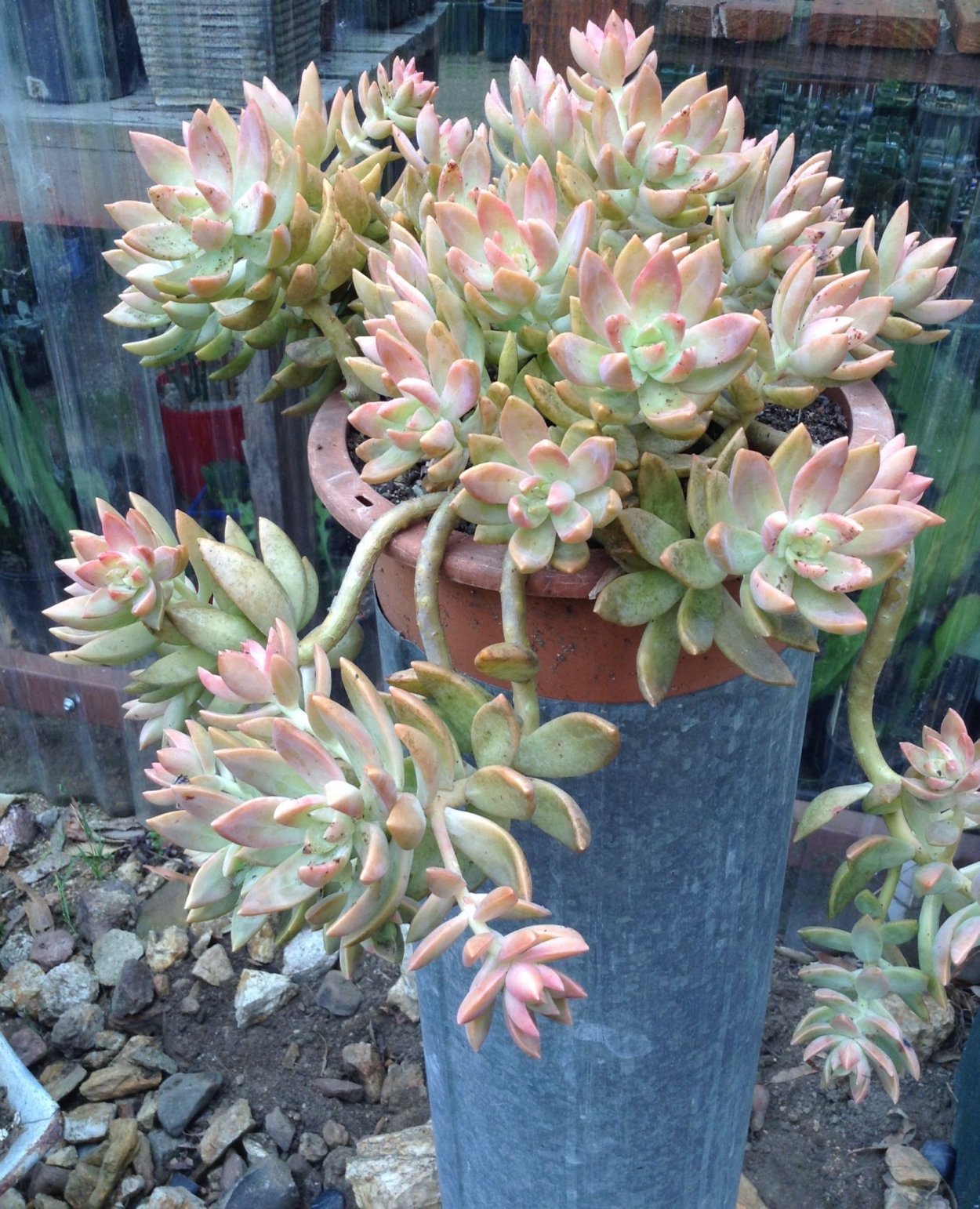 Граптопеталум Франческо БАЛДИ