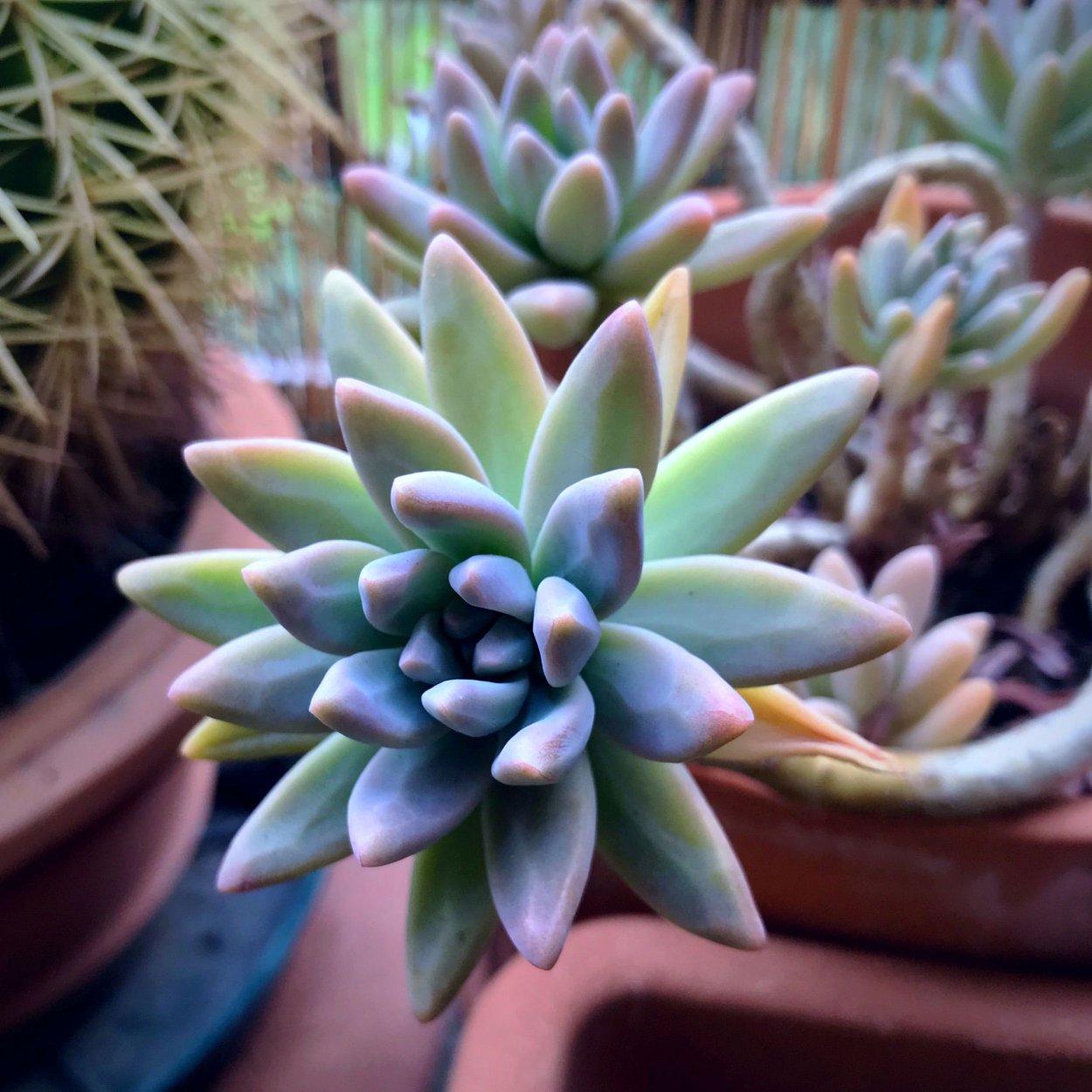 Граптоседум Франческо БАЛДИ