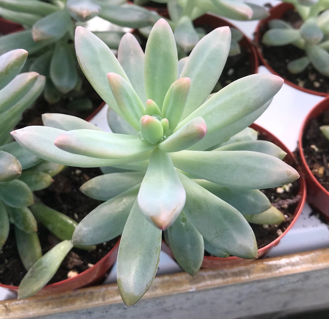 Граптоседум Франческо БАЛДИ Graptosedum Francesco Baldi