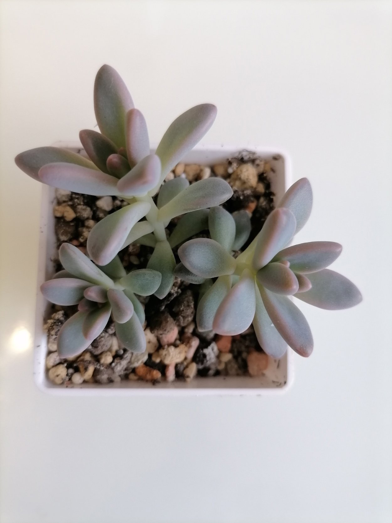 Граптоседум Литтл Джимми