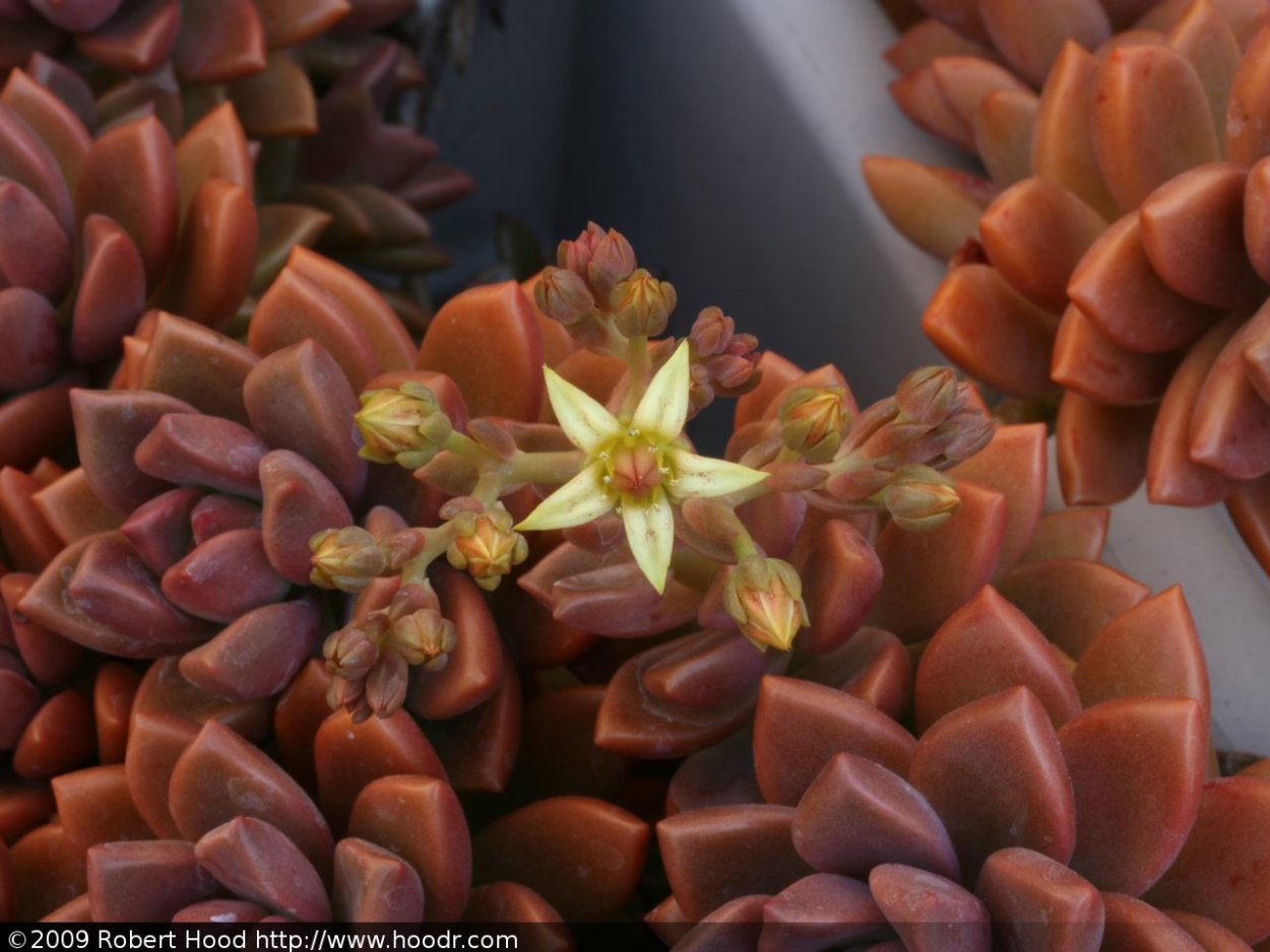 Граптоседум Калифорния Сансет (Graptosedum California Sunset