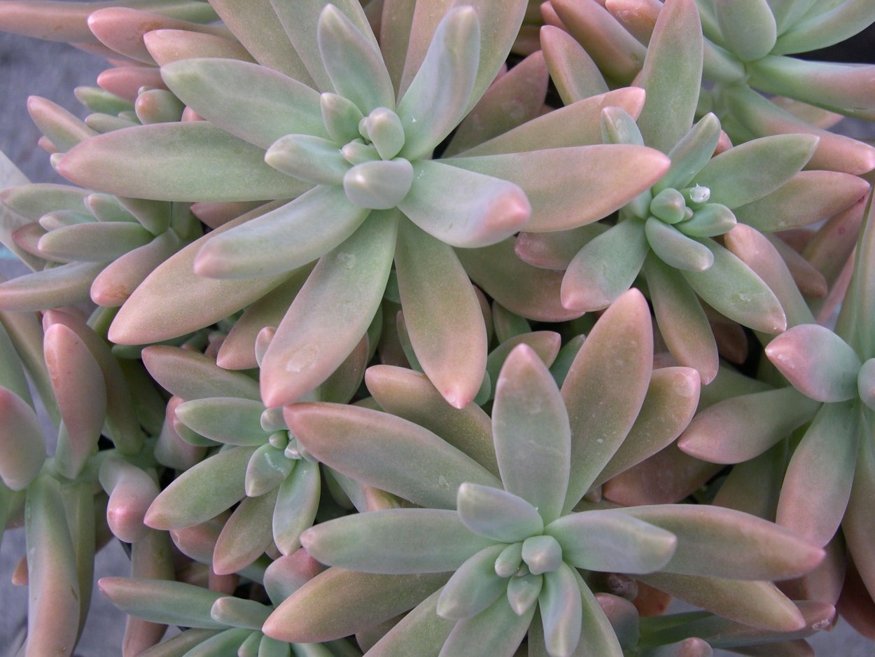 Суккулент Graptosedum Crassula