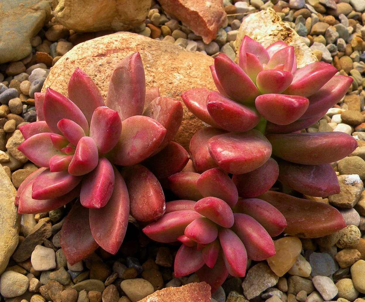 Граптоверия бронз