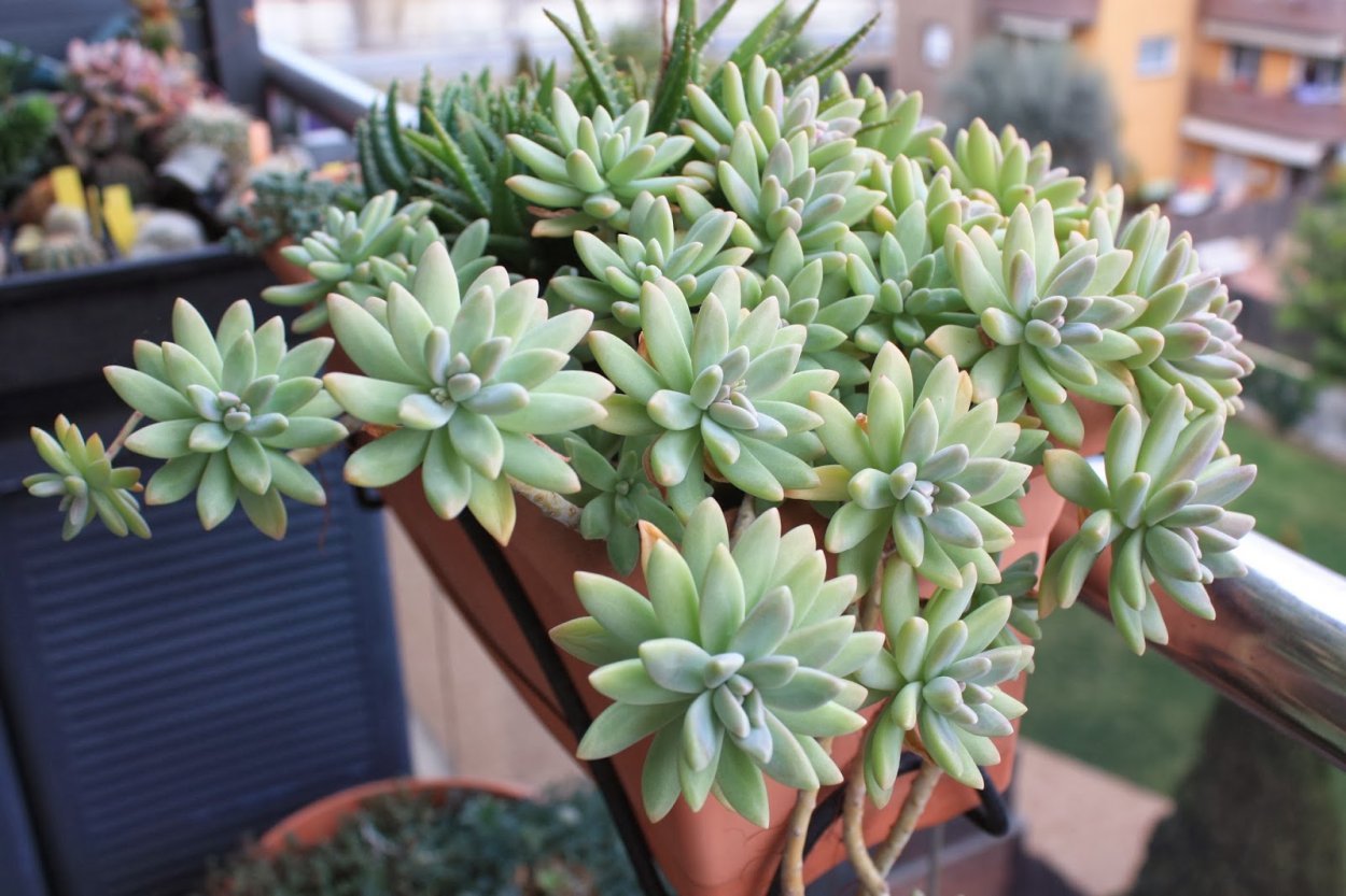 Эхеверия Франческо БАЛДИ