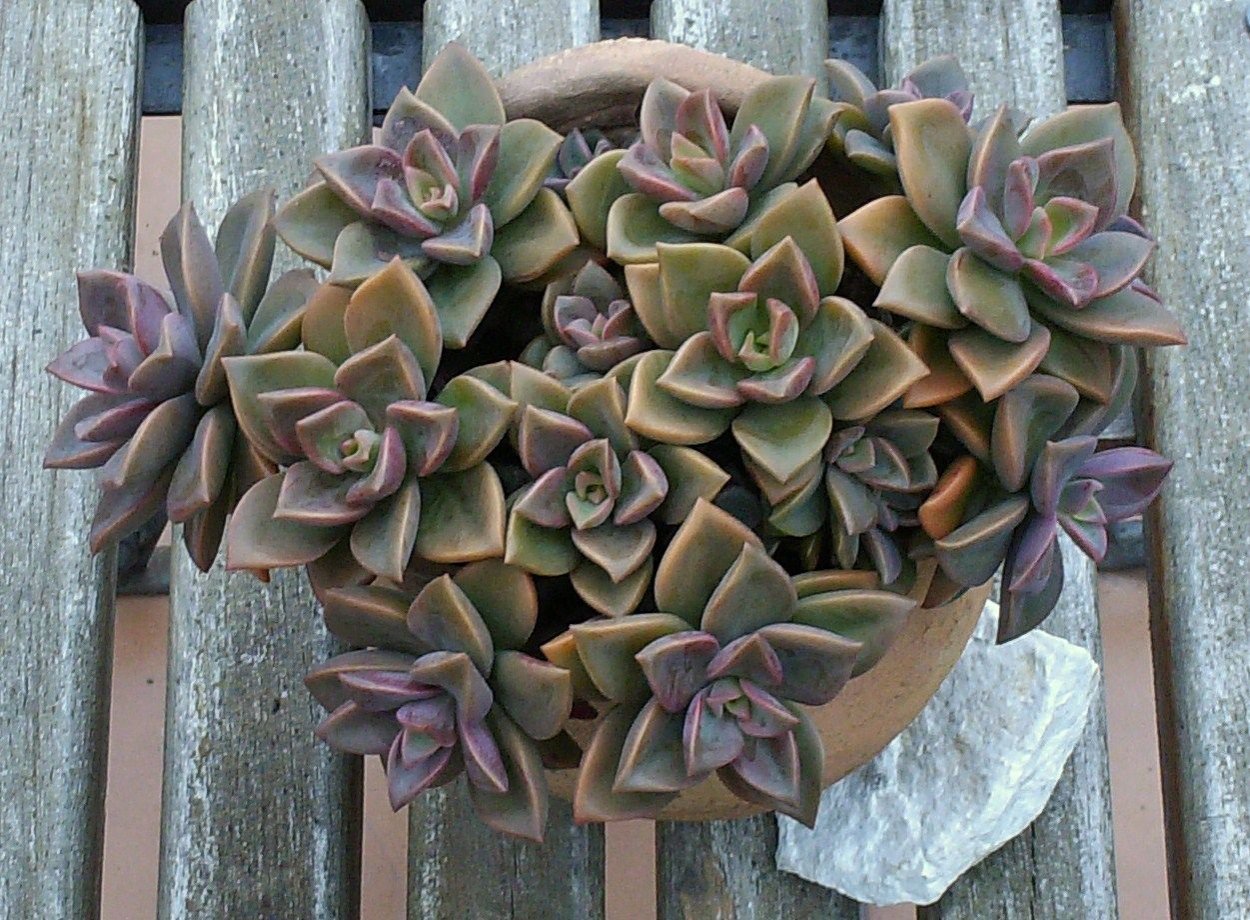 Граптоседум Сансет