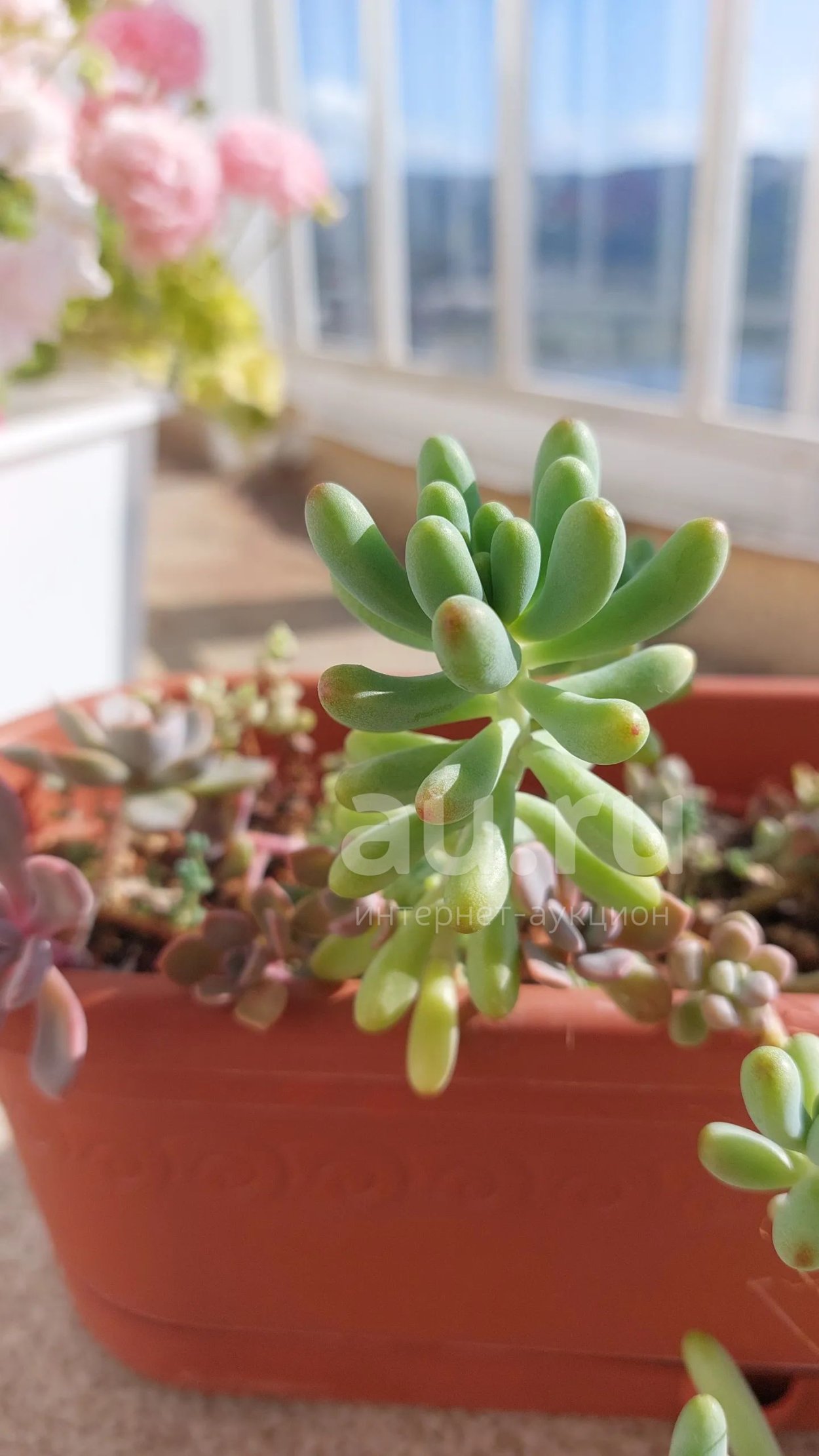 Граптоседум Франческо