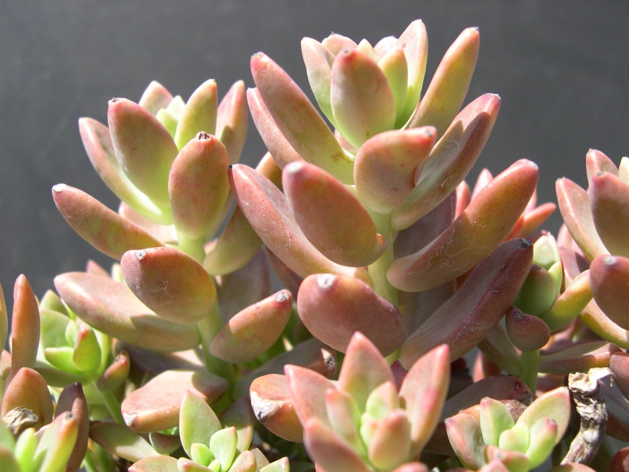 Граптоседум бронз Graptosedum Bronze