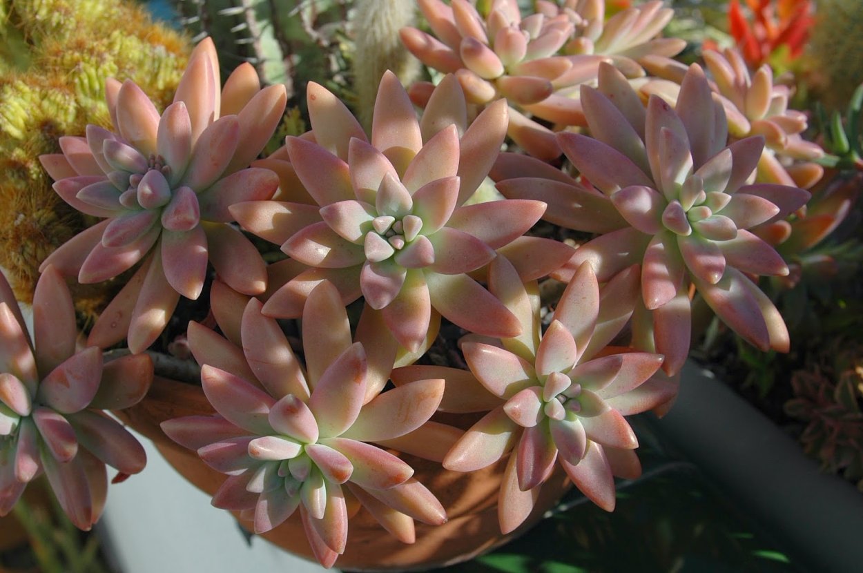 Эхеверия Франческо БАЛДИ