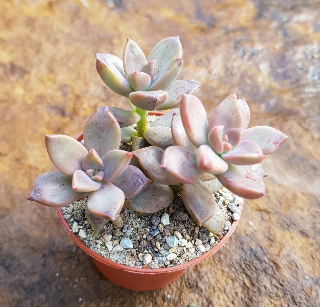 Sedum dasyphyllum "Opaline"