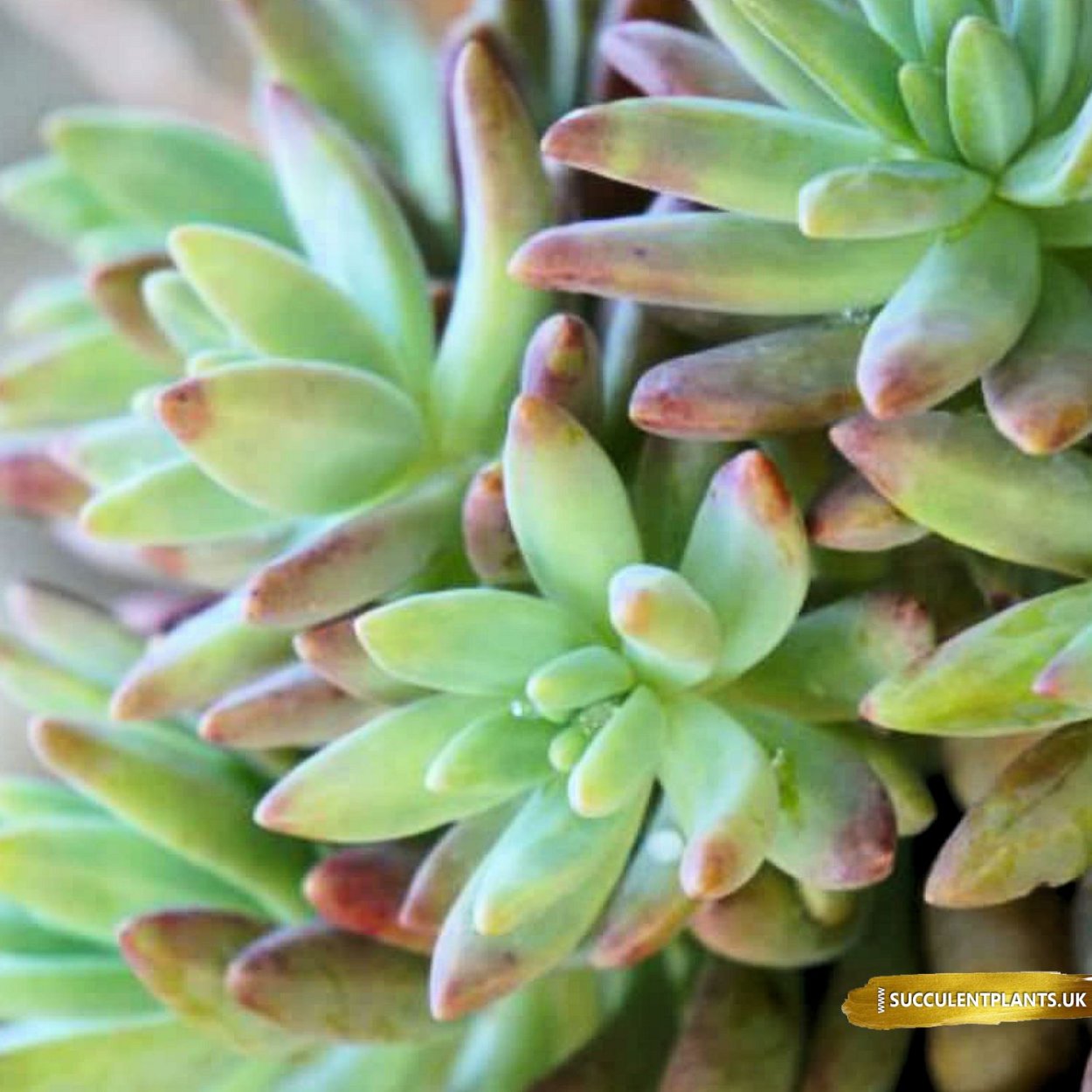 Суккулент граптоседум Франческо БАЛДИ