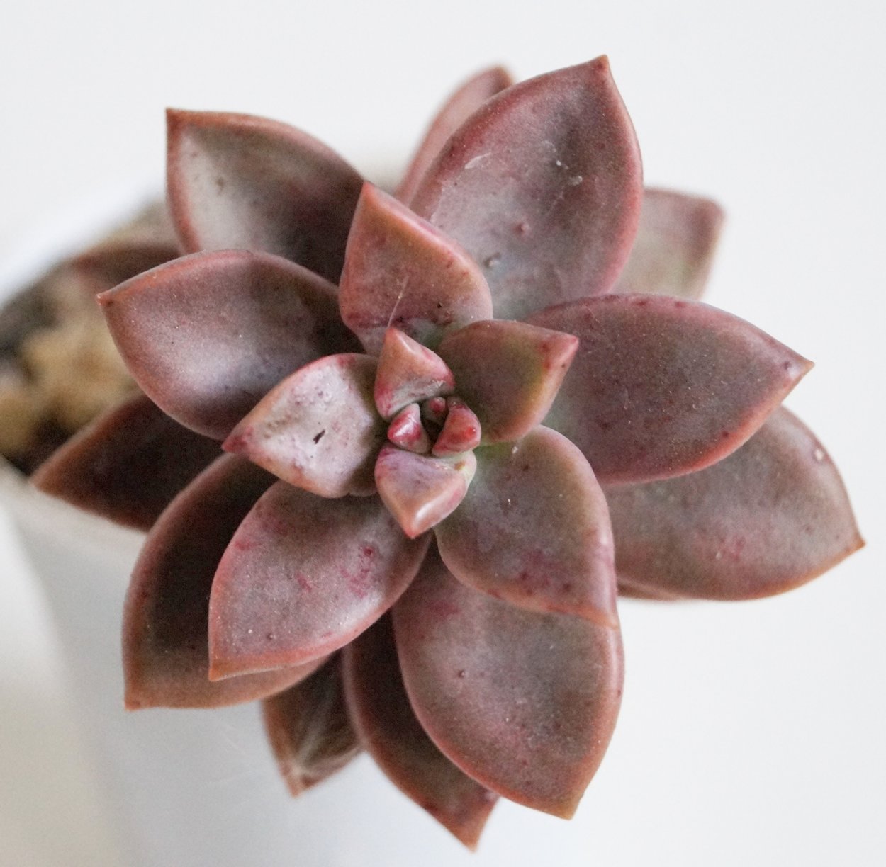 Суккулент граптоседум бронз