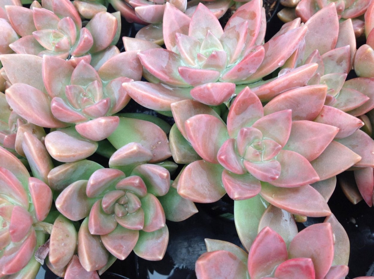 Суккулент Graptosedum Crassula