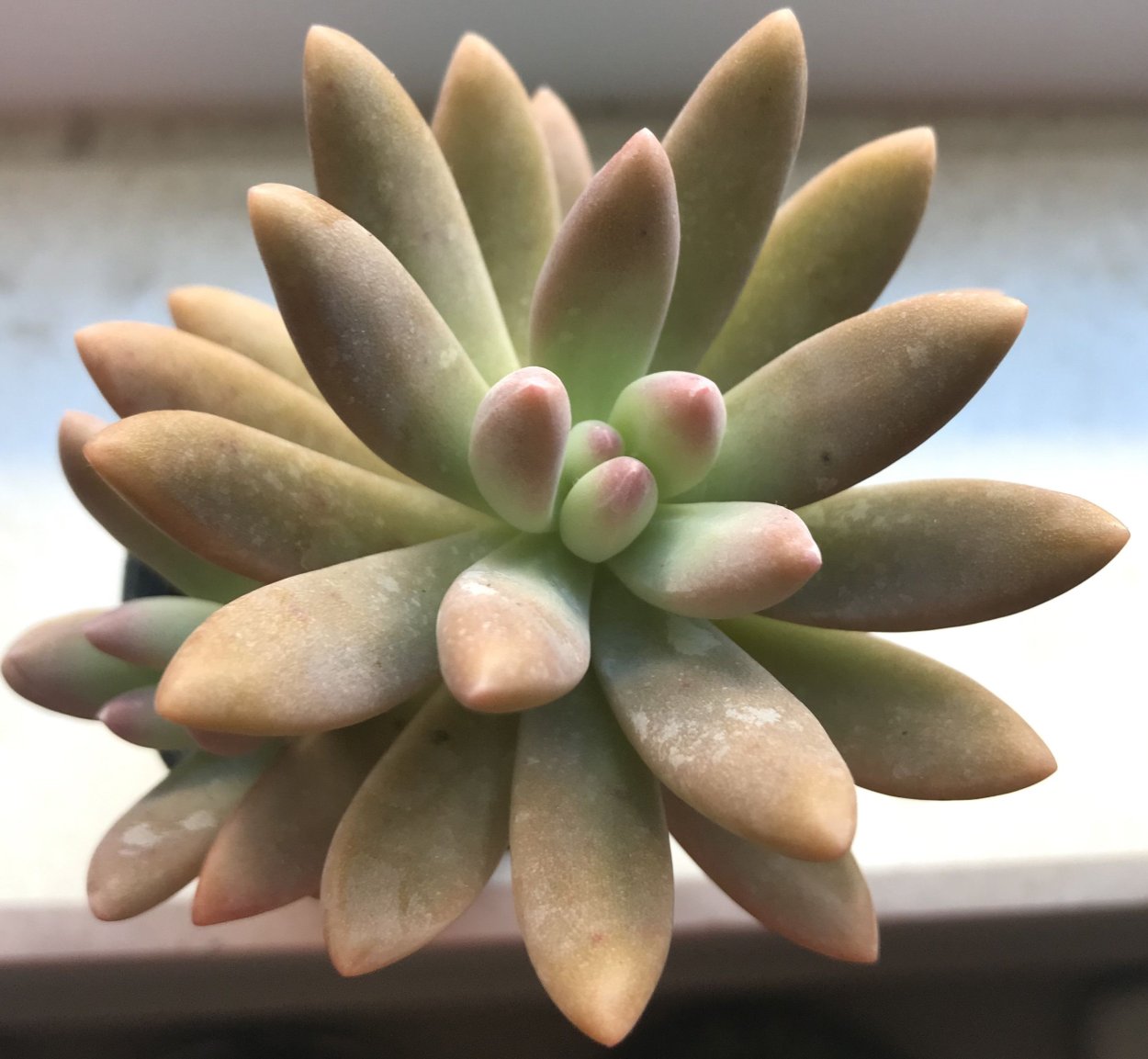 Граптоседум Франческо