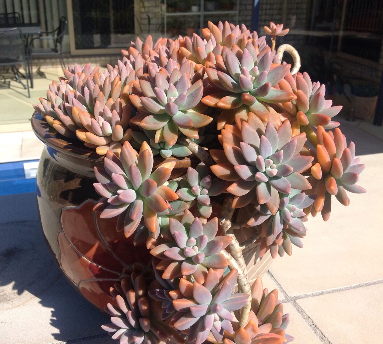 Эхеверия Саншайн