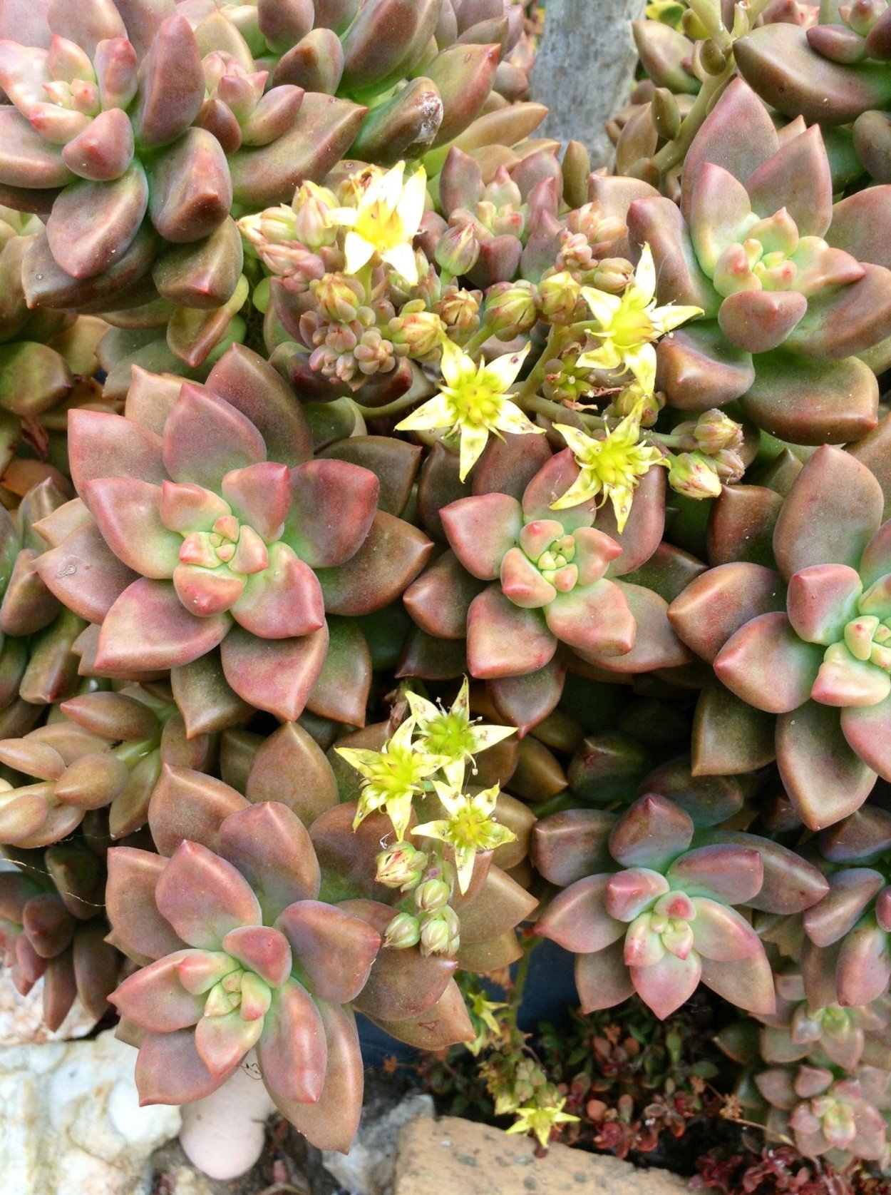 Эхеверия Сансет