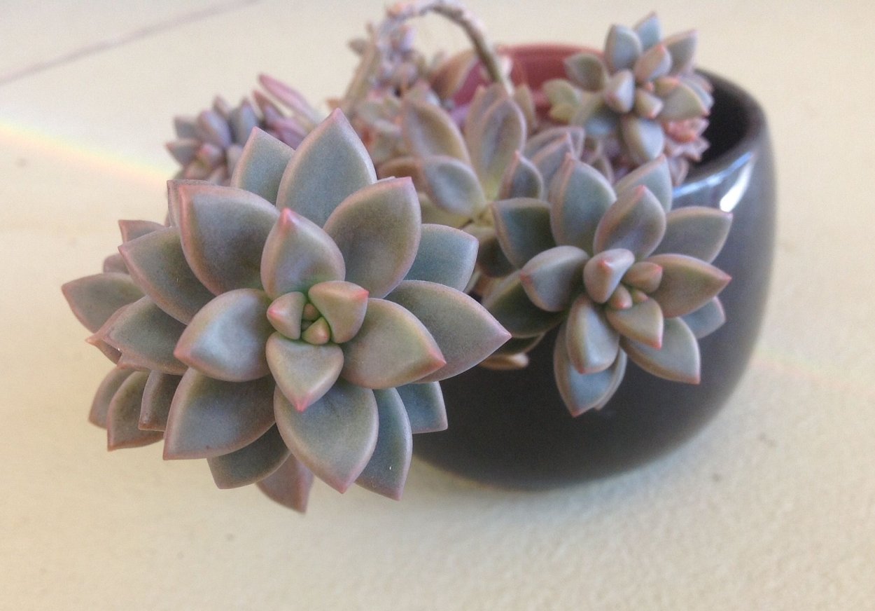 Граптоседум Сансет