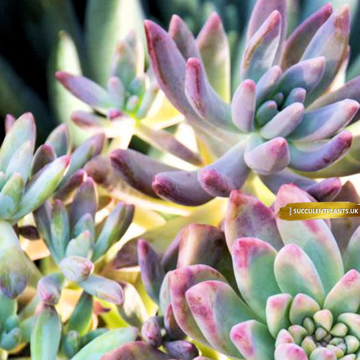 Суккулент Франческо БАЛДИ