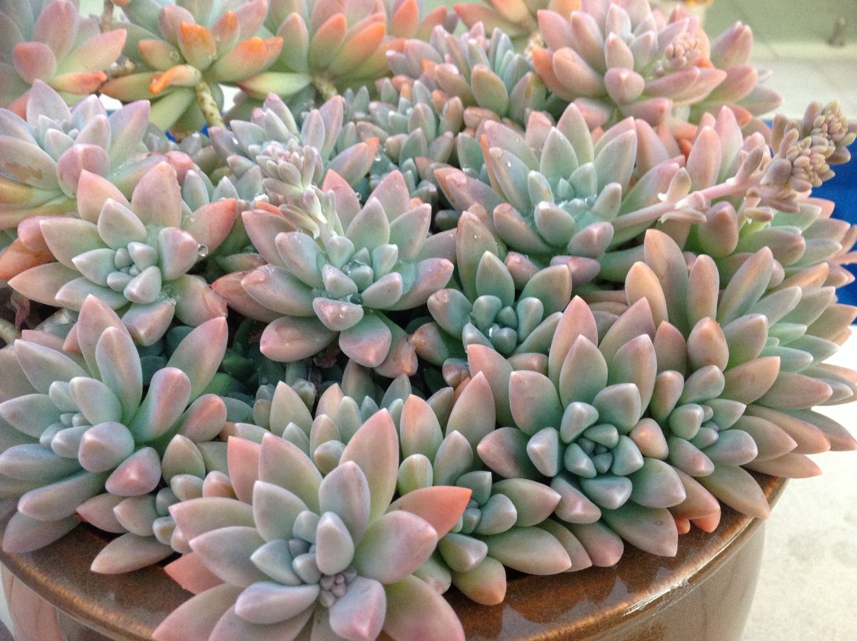 Граптоседум Франческо БАЛДИ