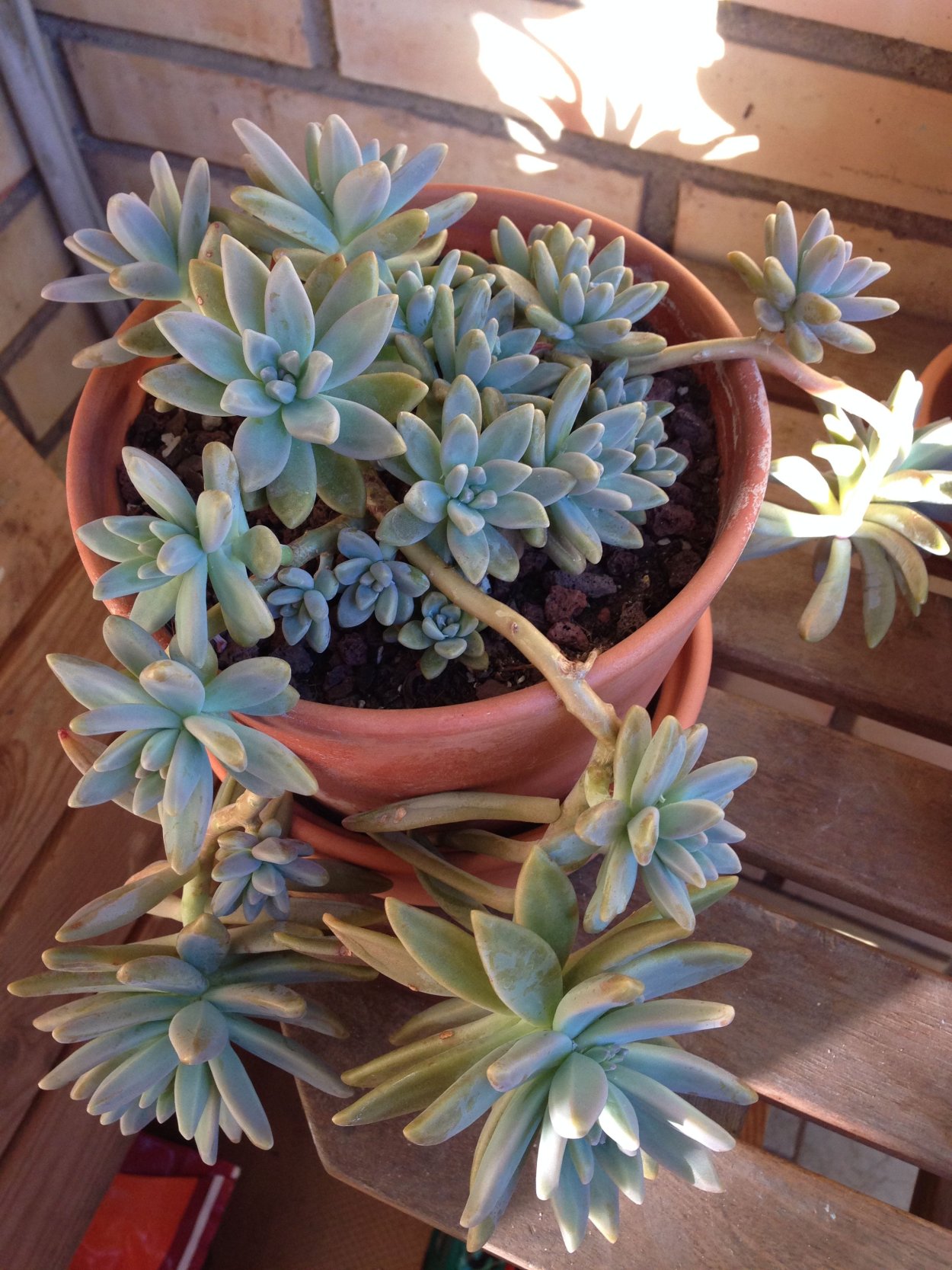 Граптоседум Франческо БАЛДИ