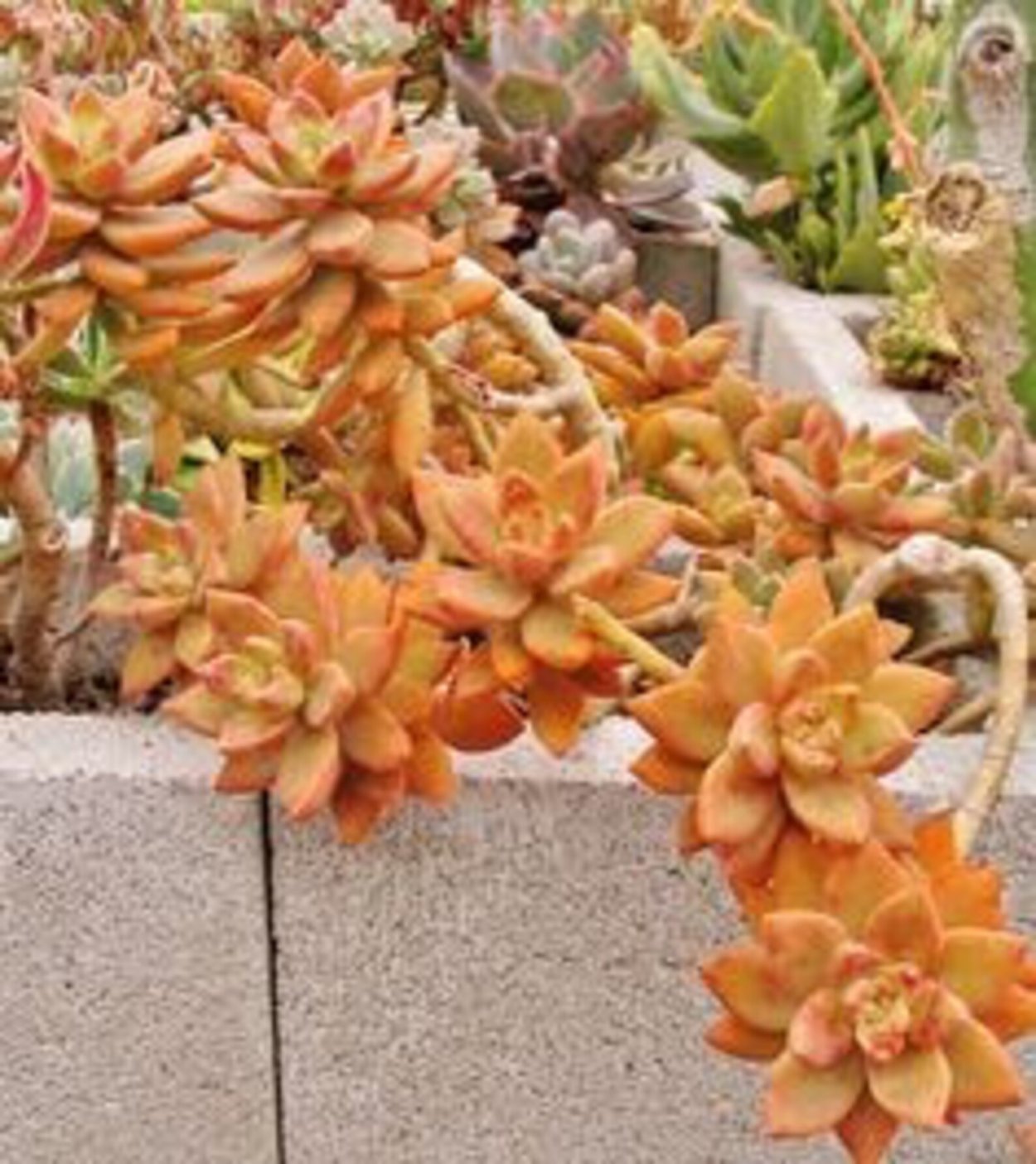 Граптоседум Франческо Бадди