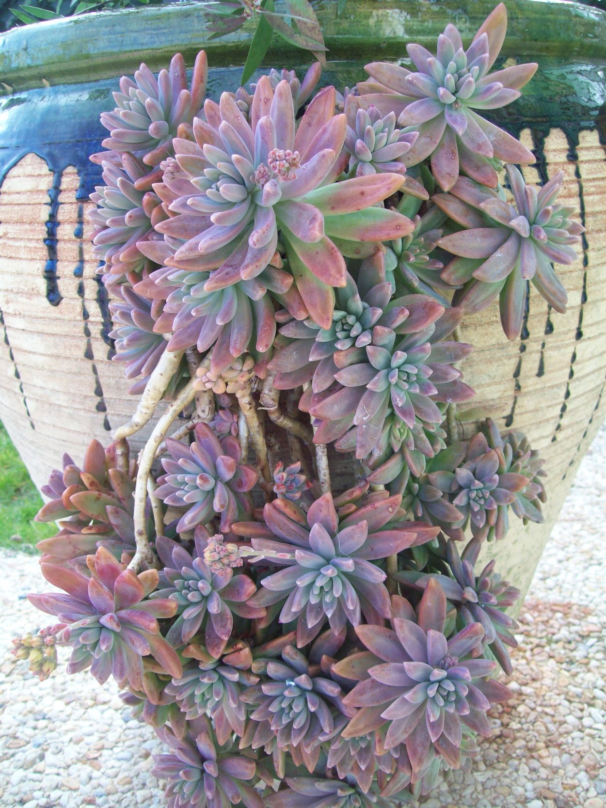 Граптоседум Франческо