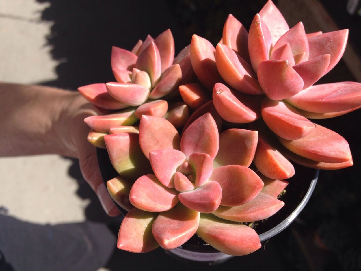 Graptosedum 'California Sunset'