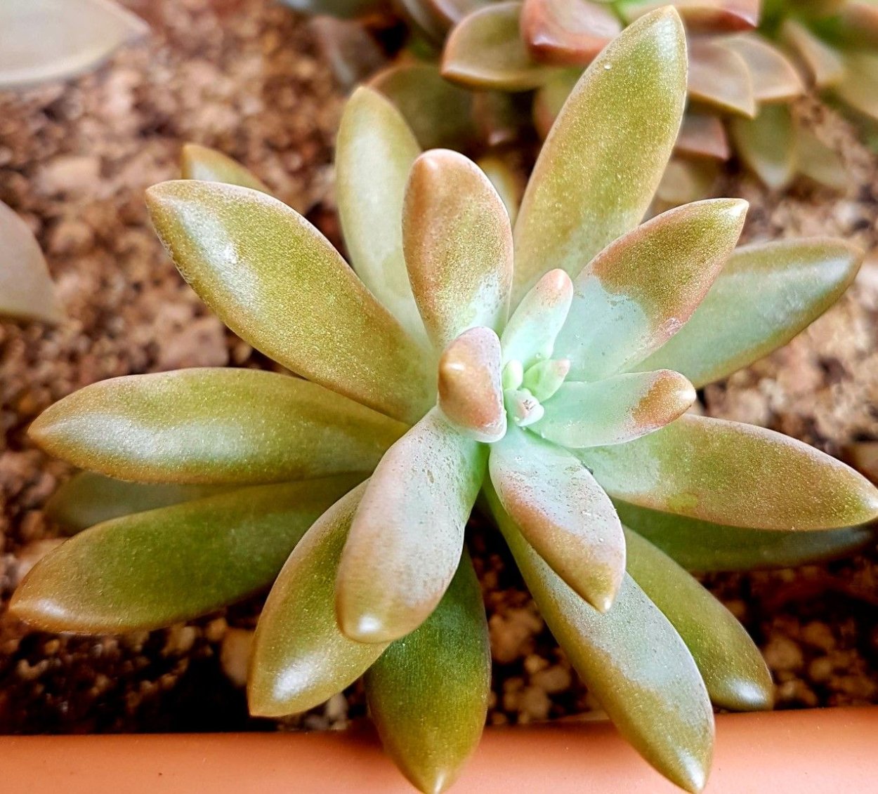 Суккулент граптоседум