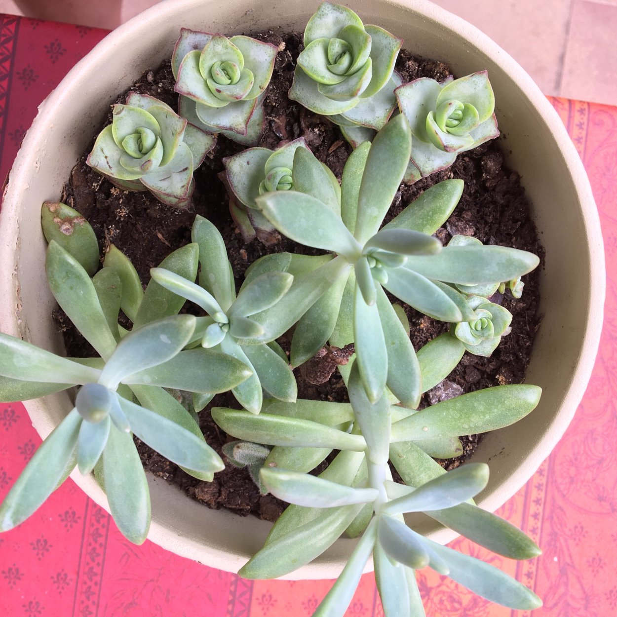 Суккулент Граптопеталум