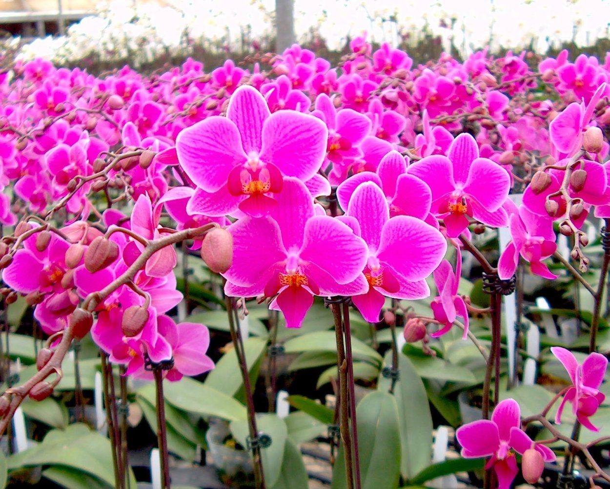 Фаленопсис Менкар