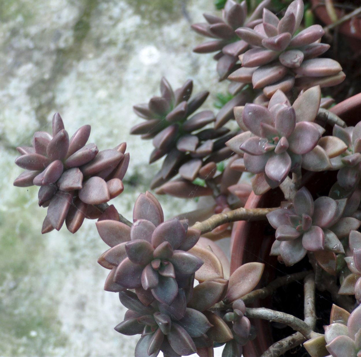 Echeveria Lemon Lime