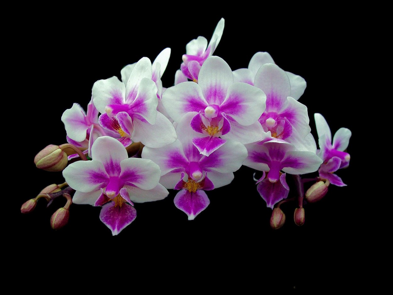 Орхидея Phalaenopsis Chengdu