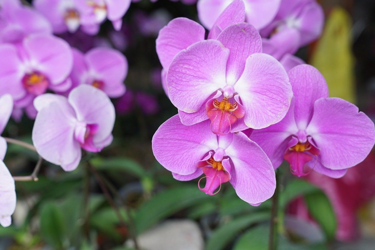 Орхидея San Francisco