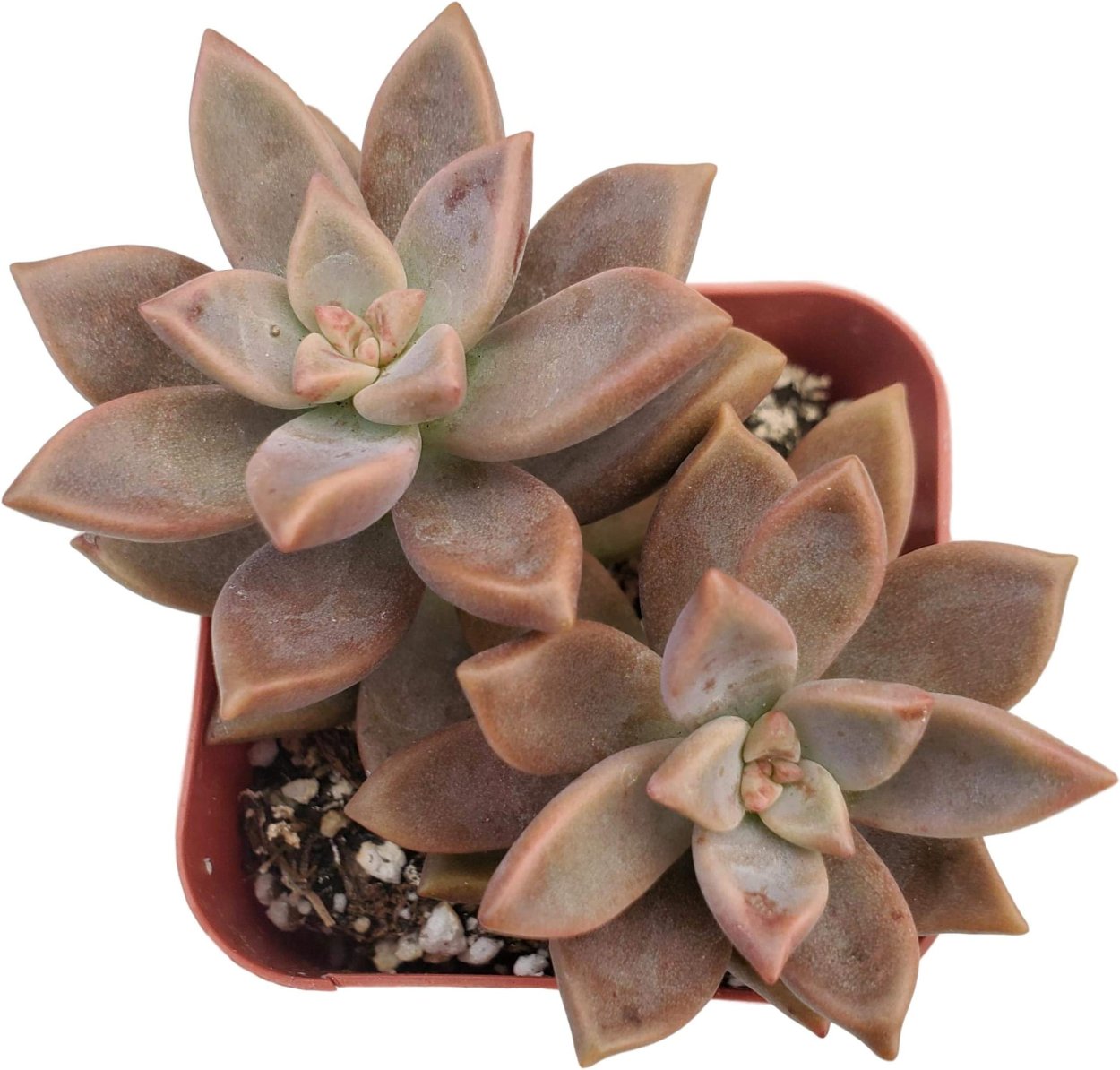 Грапотоседум Гилва бронз