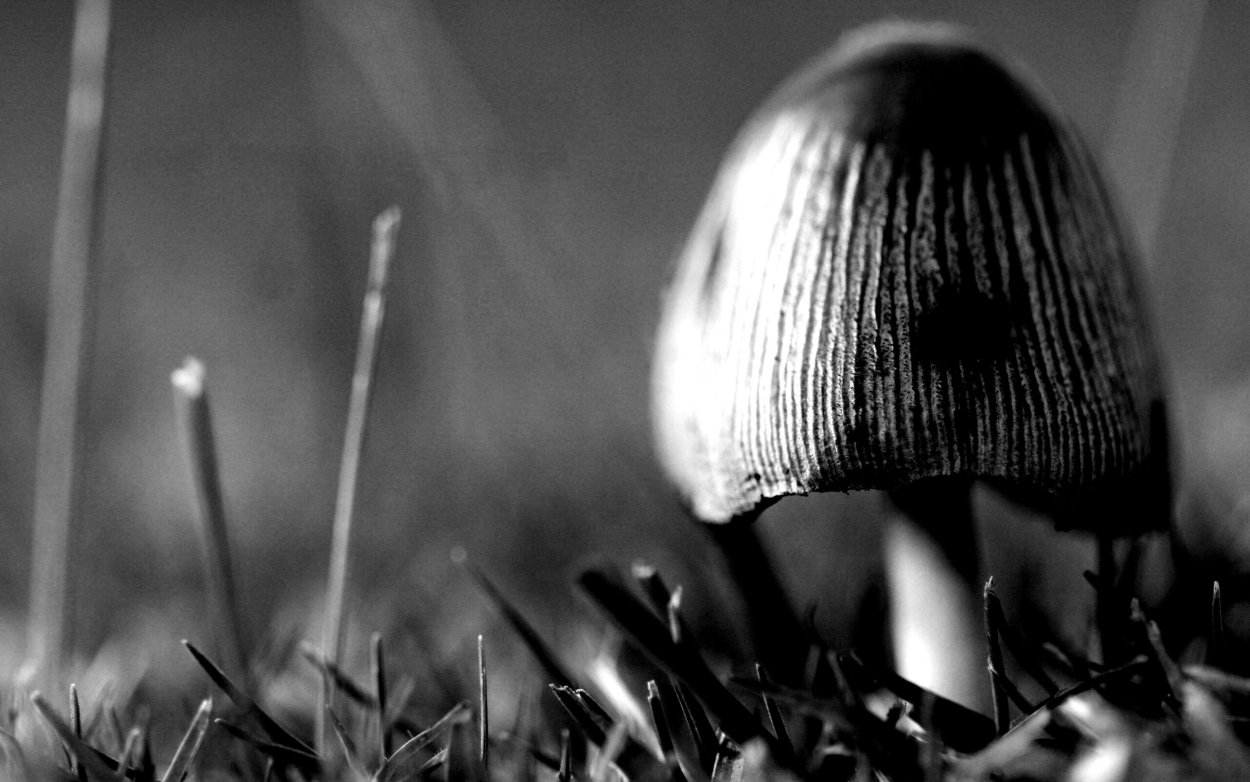 Навозник обыкновенный гриб