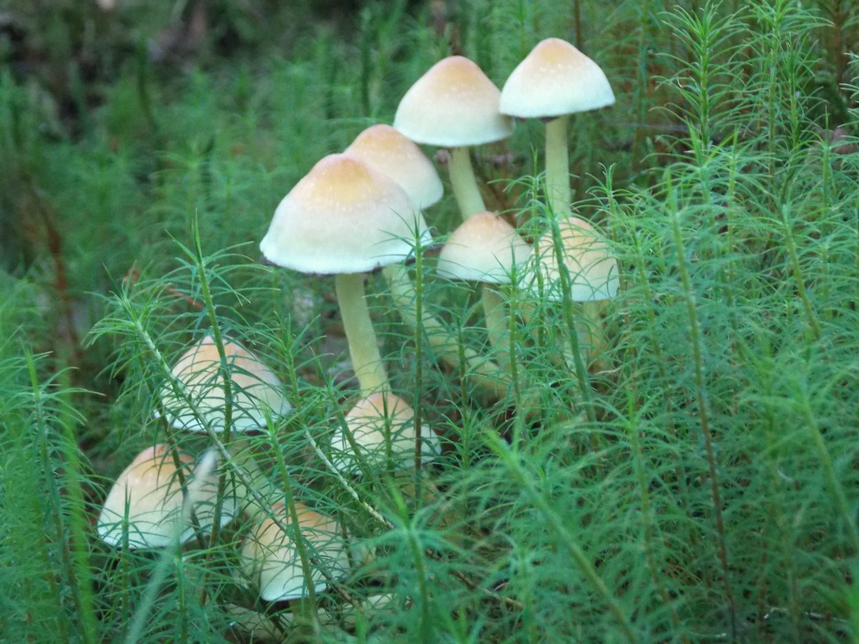 Навозник Лесной гриб