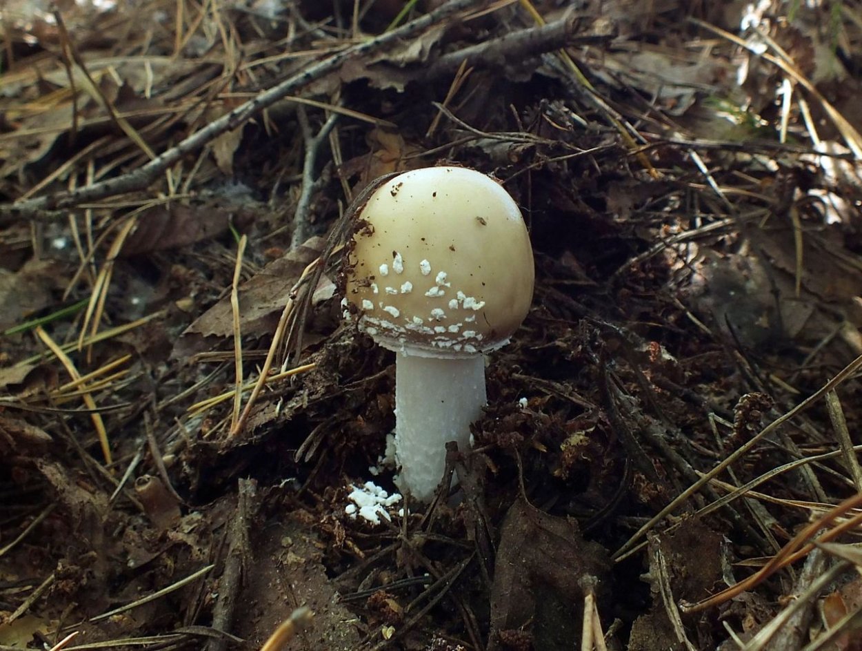 Навозник лохматый гриб