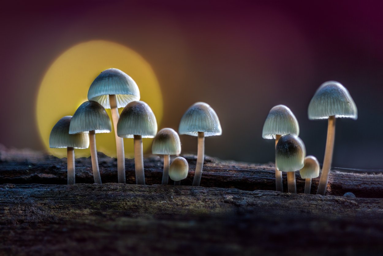 Псилоцибиновые поганки галлюциногенные грибы