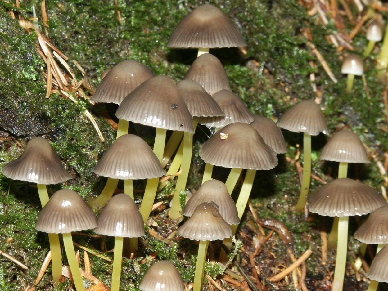 Гриб страфия синезеленая