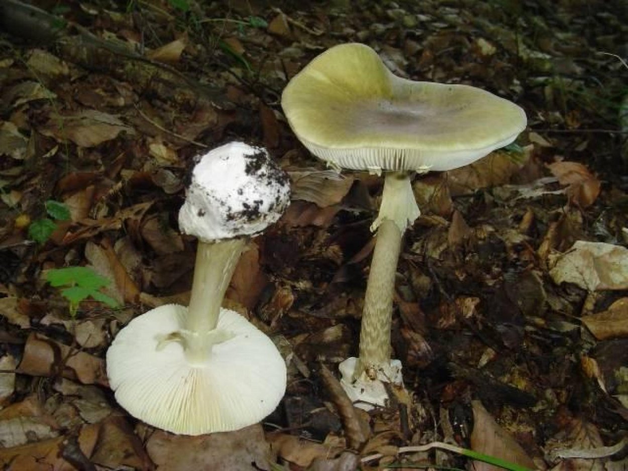 Coprinus comatus