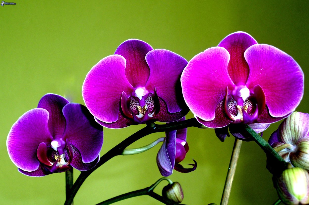 Орхидея Phalaenopsis Manila