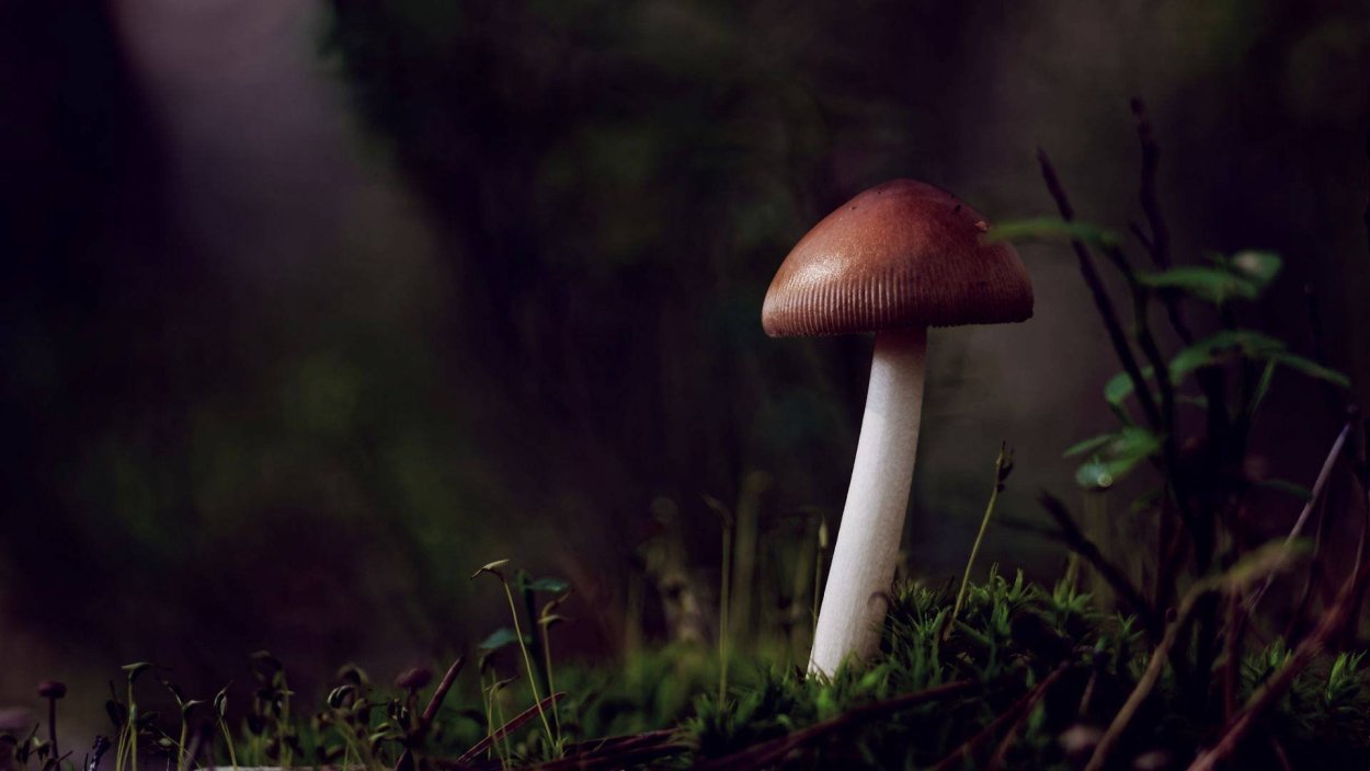 Навозник копринус